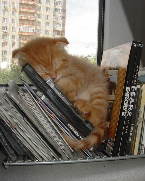 15-gattino-dorme-tra-cd.jpg