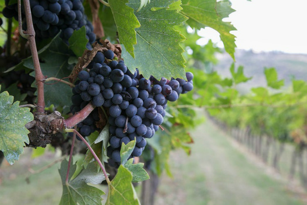 20-grape-harvest.jpg