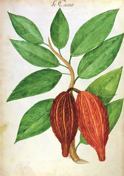 5-1-pianta-del-cacao-in-un-manoscritto-=_GF.jpg