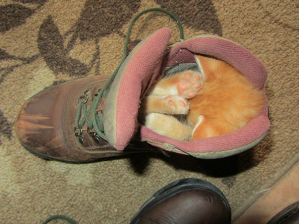 5-gattino-dorme-dentro-scarpone.jpg