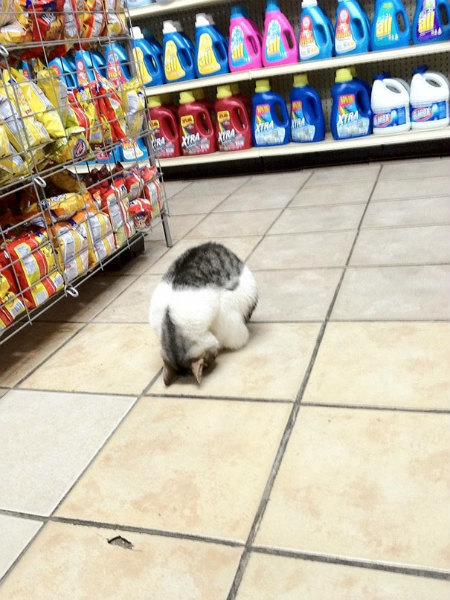 9-gatto-dorme-al-supermercato.jpg